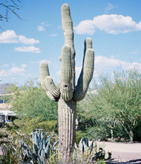 Xeriscape Theme