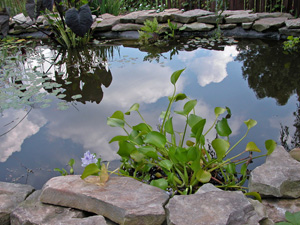 Small Water Feature