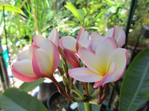 Blooming Plumeria rubra Vera Cruz Rose