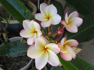 Blooming Plumeria rubra Vera Cruz Rose