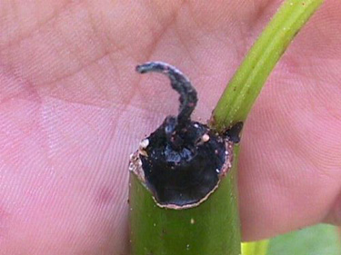 Black Tip Fungus