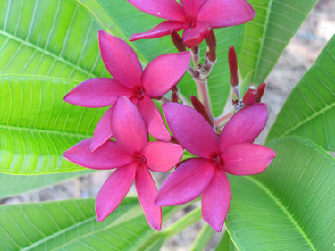 Blooming Plumeria rubra