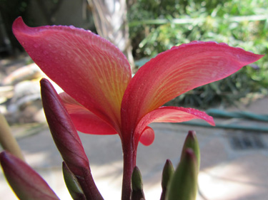 Blooming Plumeria rubra Jeannie Morange - side view