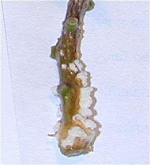 Cutting with callus tissue