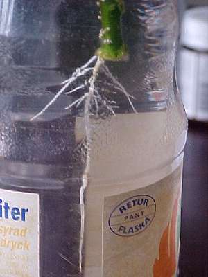 New roots forming in water
