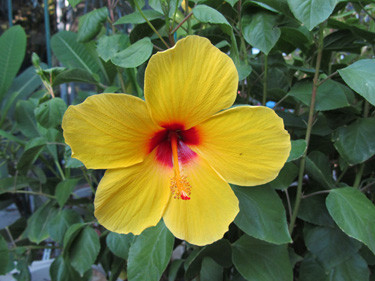 Hula Girl - Tropical Hibiscus Flower