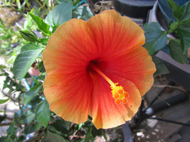 Santana - Tropical Hibiscus Flower