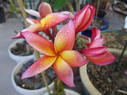 Jeannie Moragne Plumeria Flower
