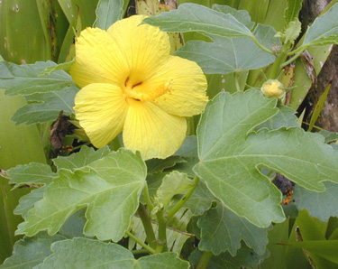 Ma&lsquo;o hau hele - (Hibiscus brackenridgei) - Hawaiian State flower