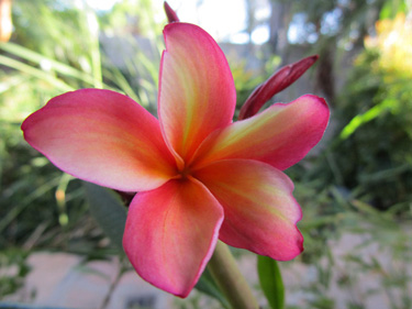 Pink Rainbow Plumeria Flower