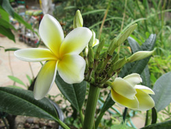 Celandine - Common Yellow Plumeria Flower
