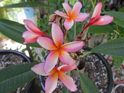 Pink Rainbow Plumeria Flower