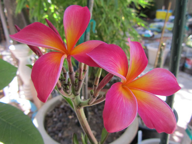 Kaneohe Sunburst Plumeria Flower