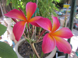 Kaneohe Sunburst Plumeria Flower