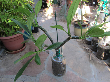 Plumeria rooted by the egg method