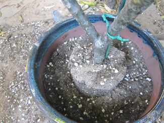 Repotting Plumeria using the Egg Rooting Method