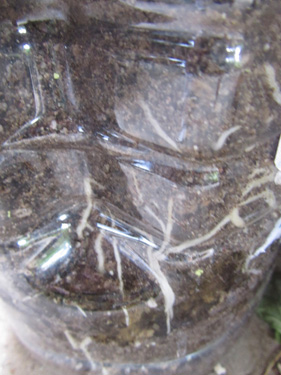 Roots forming on plumeria cutting