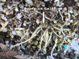 Roots on a Plumeria that is being repotted