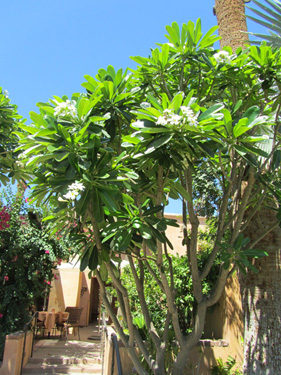 Matura Singapore Plumeria In Bloom