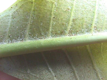 Spidermites on Plumeria