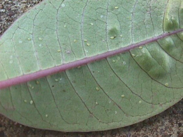 Whiteflies on Plumeria