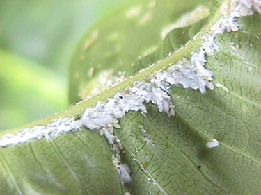 Mealy Bugs on Plumeria