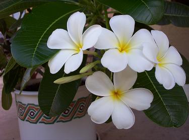Plumeria obtusa Singapore Plumeria