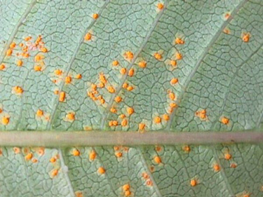 Rust on  undersides of Plumeria leaves